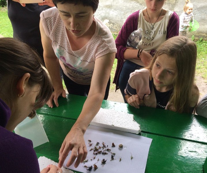 Визначення видового різноманіття комах